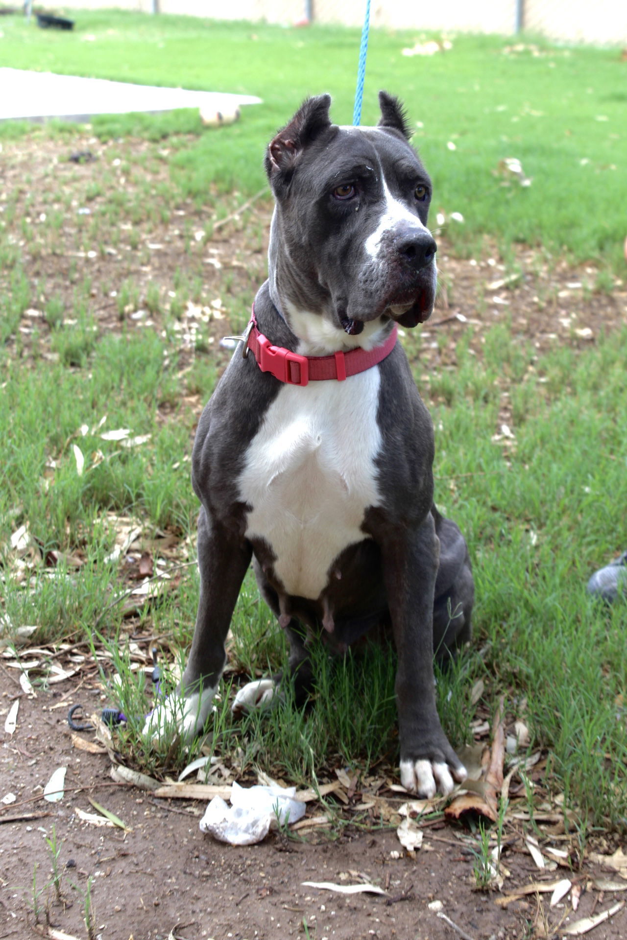 Nala, an adoptable Cane Corso in El Centro, CA, 92243 | Photo Image 1