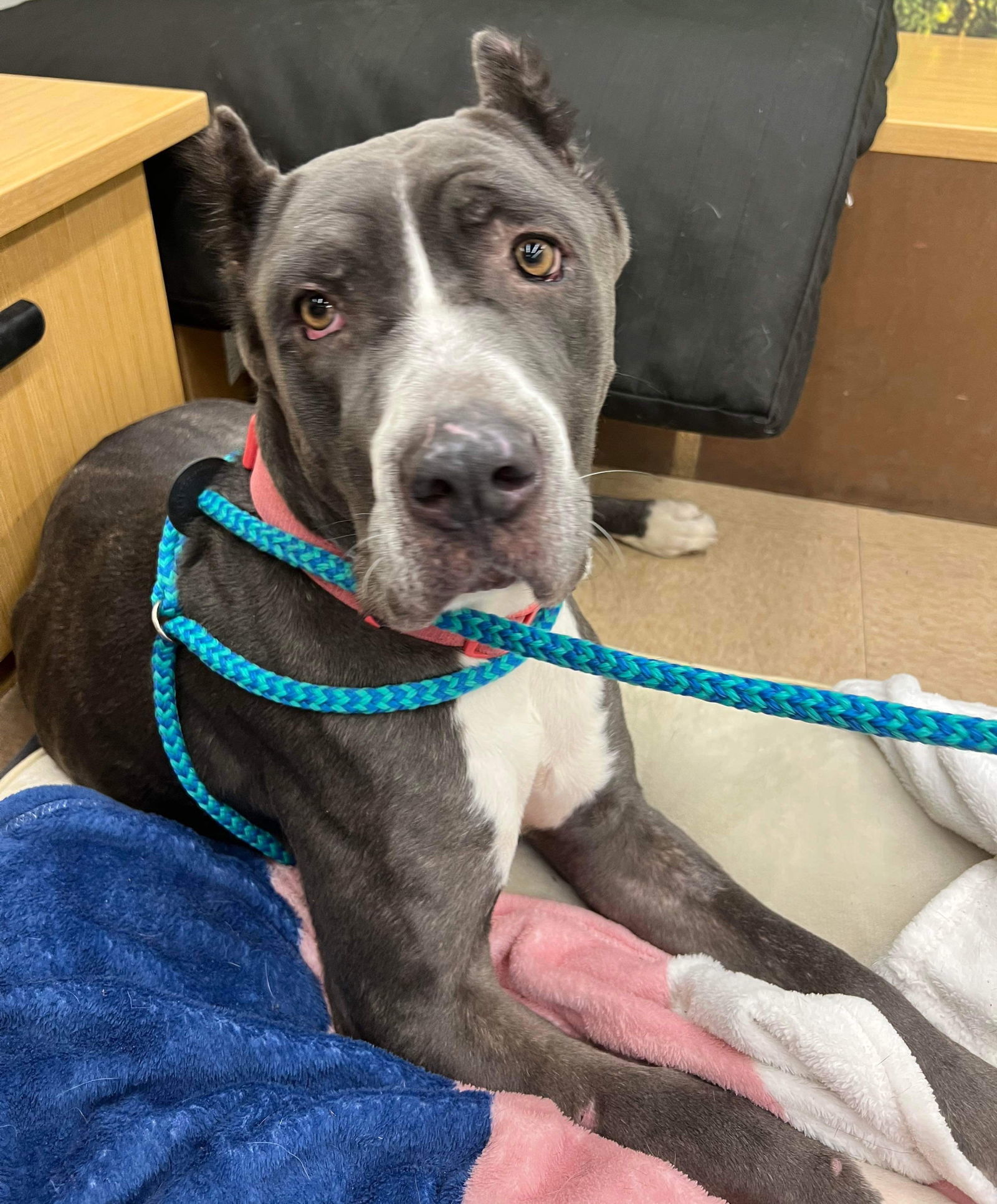 Nala, an adoptable Cane Corso in El Centro, CA, 92243 | Photo Image 2