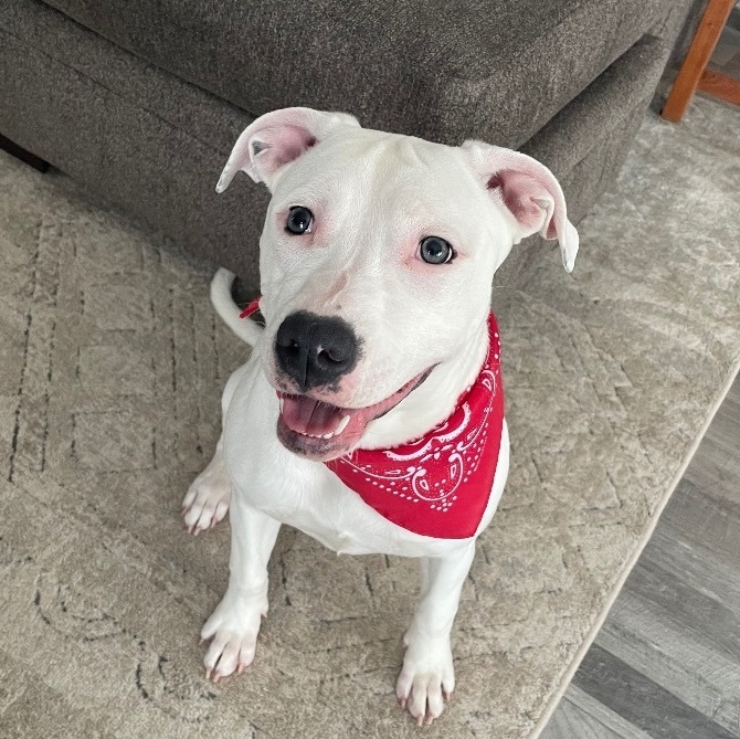 Sassy store pitbull puppy