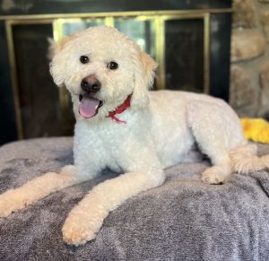 Meet Bowie This young poodle mix was picked up as a stray wandering rural Georgia He was already n