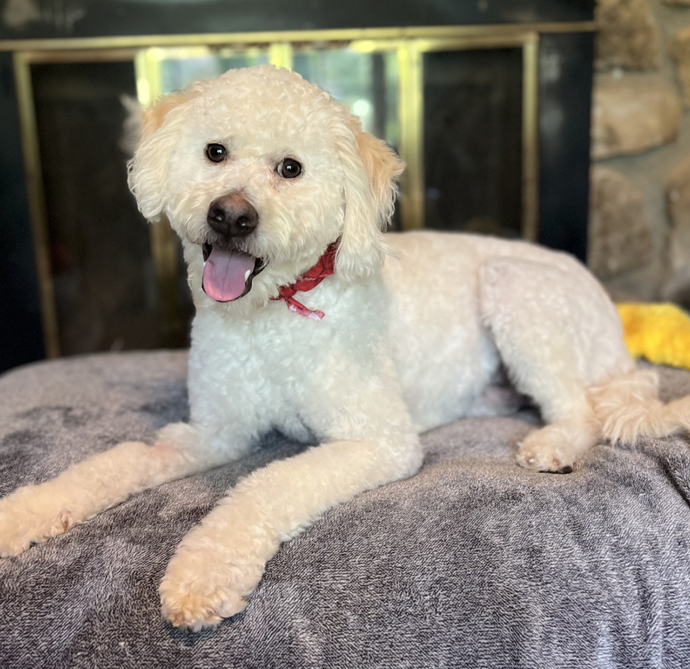 Bowie, an adoptable Poodle in Dunwoody, GA, 30338 | Photo Image 1