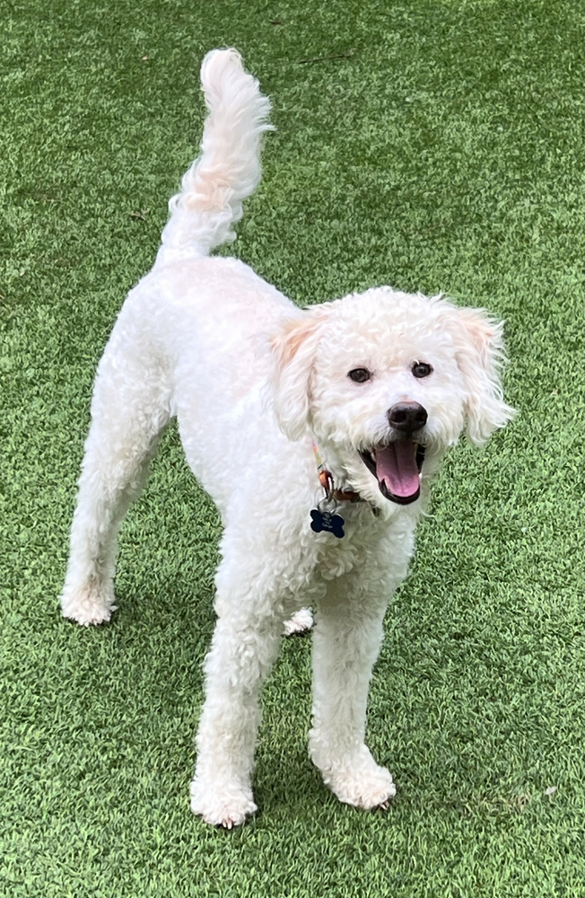 Bowie, an adoptable Poodle in Dunwoody, GA, 30338 | Photo Image 2