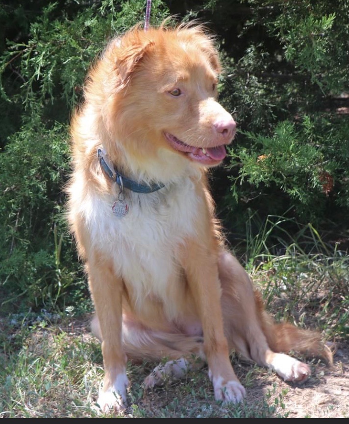 Petfinder nova scotia 2024 duck tolling retriever