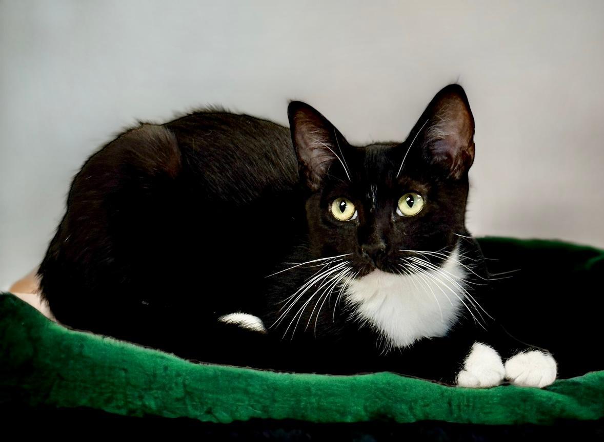 Kahula, an adoptable Tuxedo in West Hills, CA, 91307 | Photo Image 1