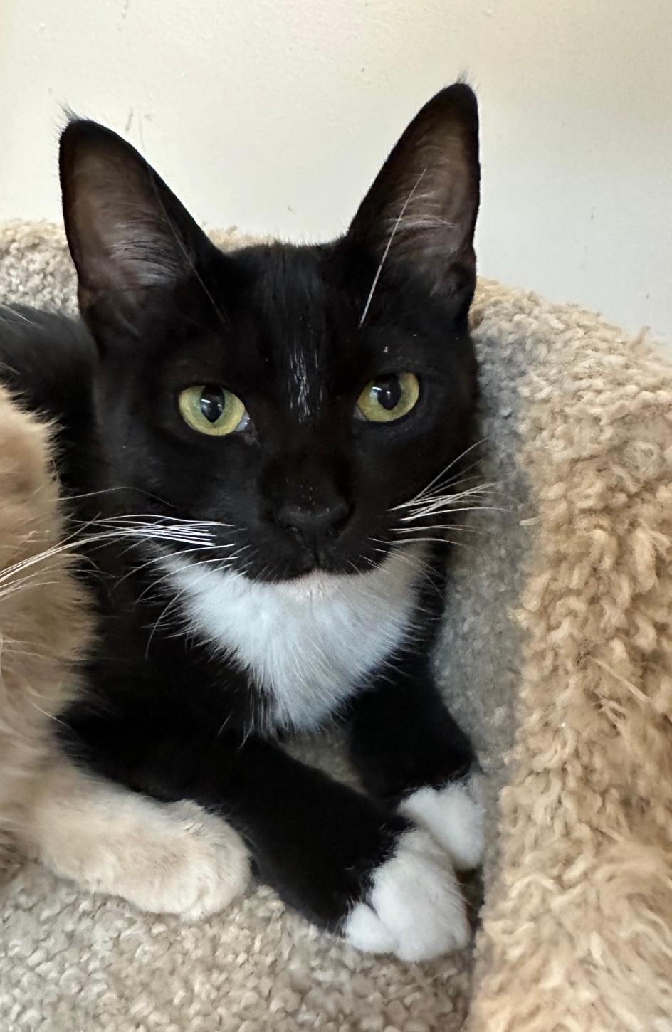 Kahula, an adoptable Tuxedo in West Hills, CA, 91307 | Photo Image 2