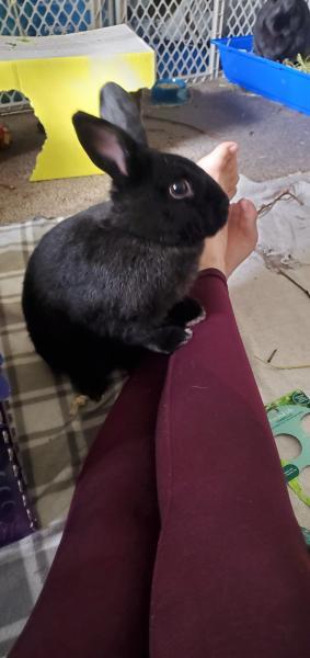 Benji 6