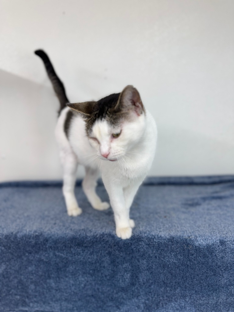 Lydia, an adoptable Domestic Short Hair in Hastings, NE, 68901 | Photo Image 1