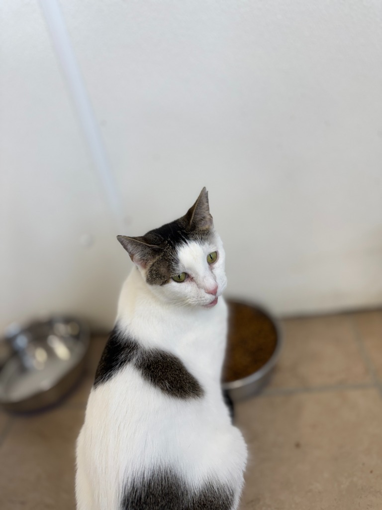 Lydia, an adoptable Domestic Short Hair in Hastings, NE, 68901 | Photo Image 1