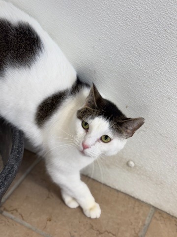 Lydia, an adoptable Domestic Short Hair in Hastings, NE, 68901 | Photo Image 3