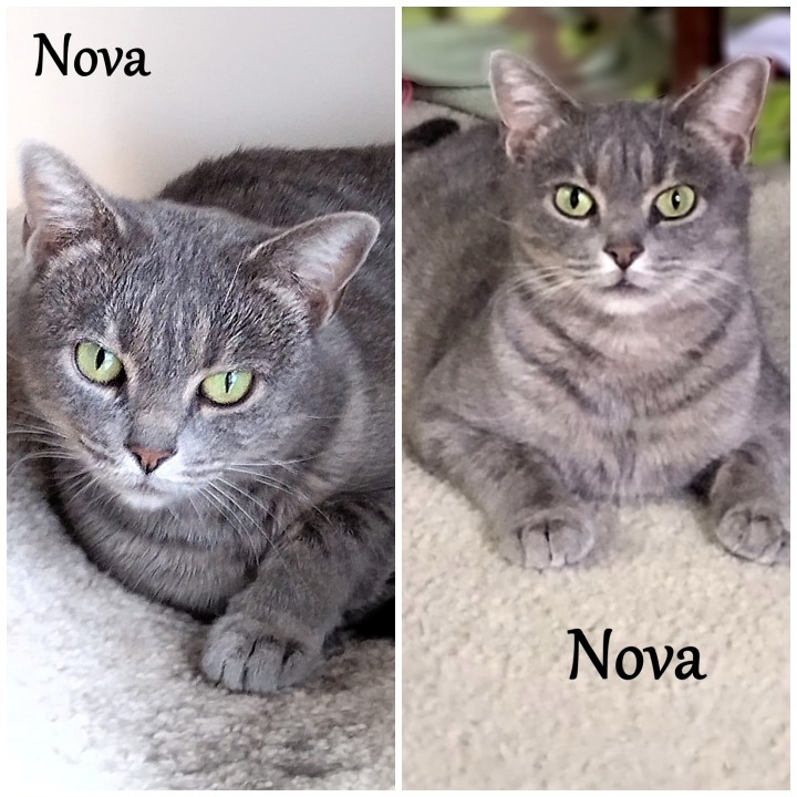 Nova 2, an adoptable Domestic Short Hair in Hoover , AL, 35226 | Photo Image 3