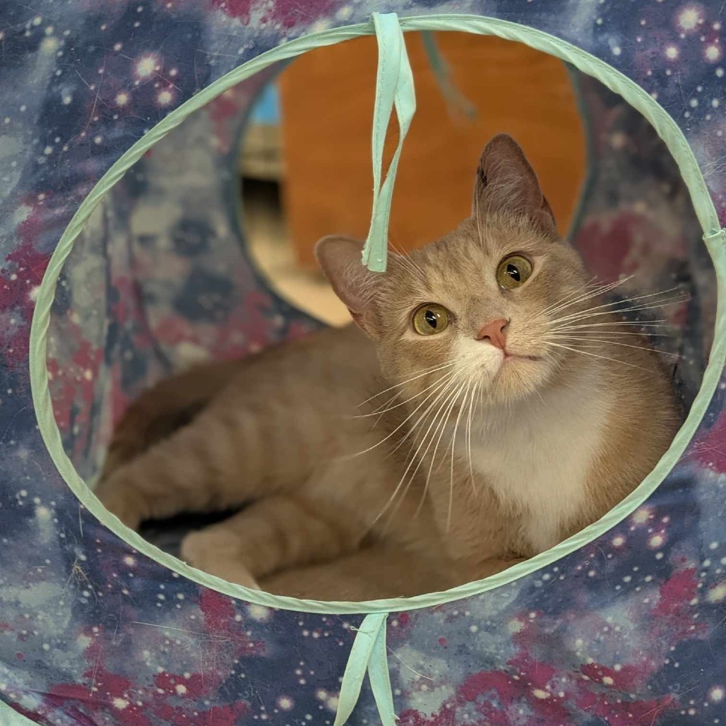 Callum, an adoptable Domestic Short Hair in Rochester, MN, 55903 | Photo Image 1