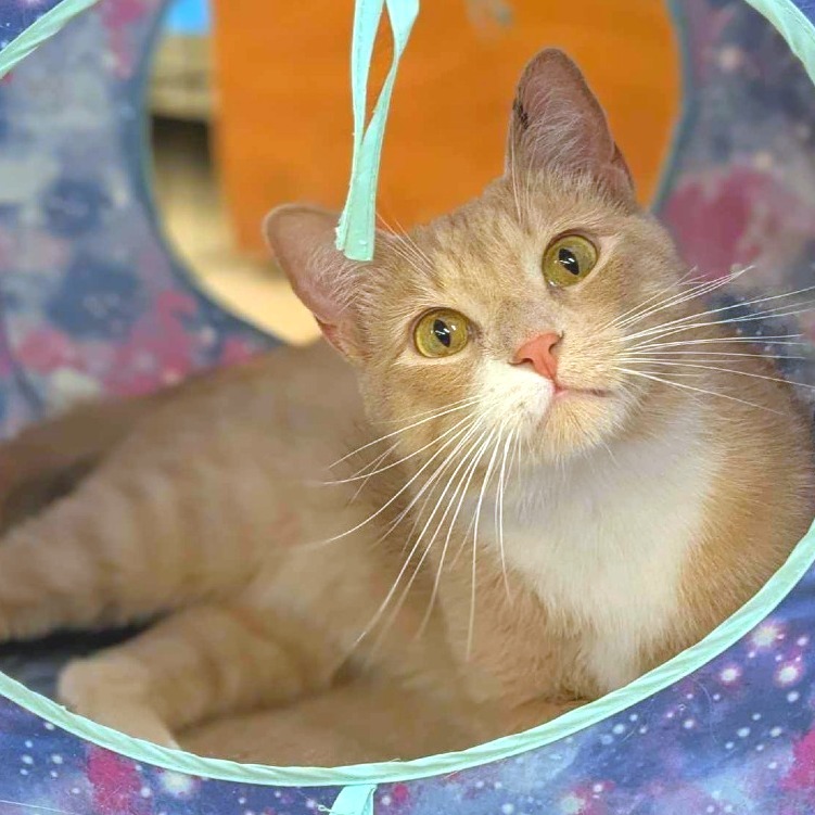 Callum, an adoptable Domestic Short Hair in Rochester, MN, 55903 | Photo Image 1