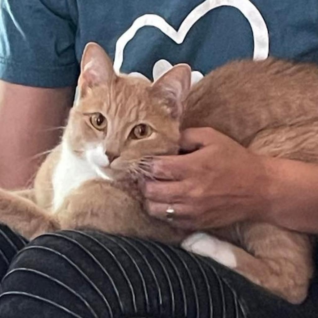 Callum, an adoptable Domestic Short Hair in Rochester, MN, 55903 | Photo Image 2