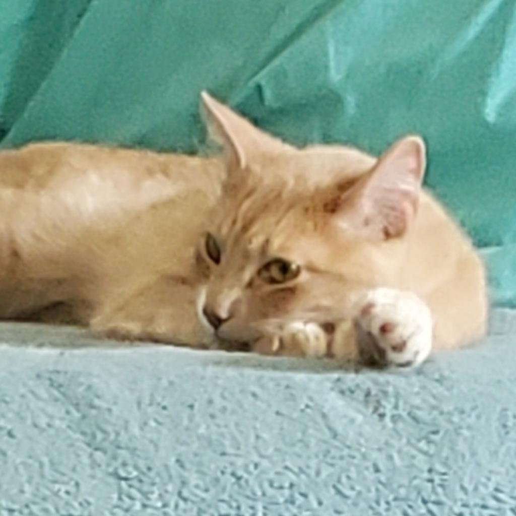 Callum, an adoptable Domestic Short Hair in Rochester, MN, 55903 | Photo Image 3