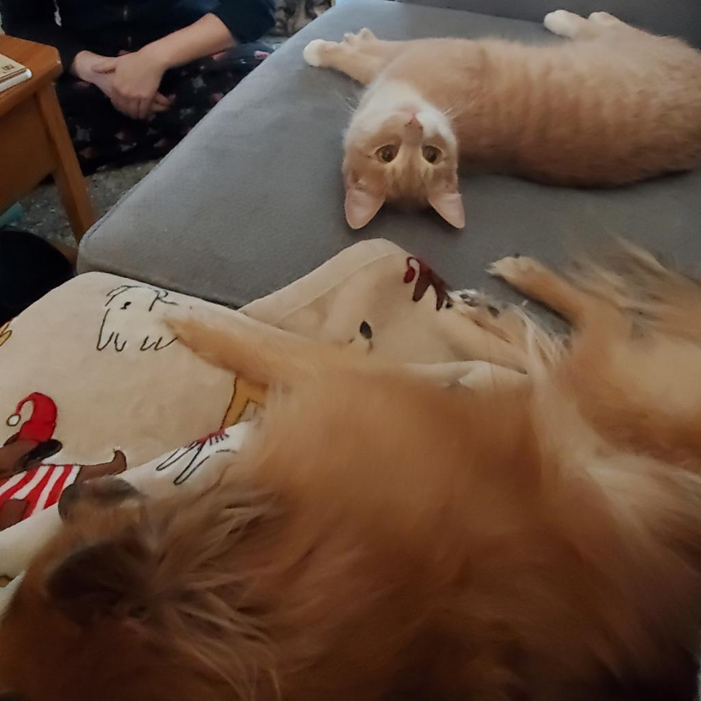 Callum, an adoptable Domestic Short Hair in Rochester, MN, 55903 | Photo Image 5