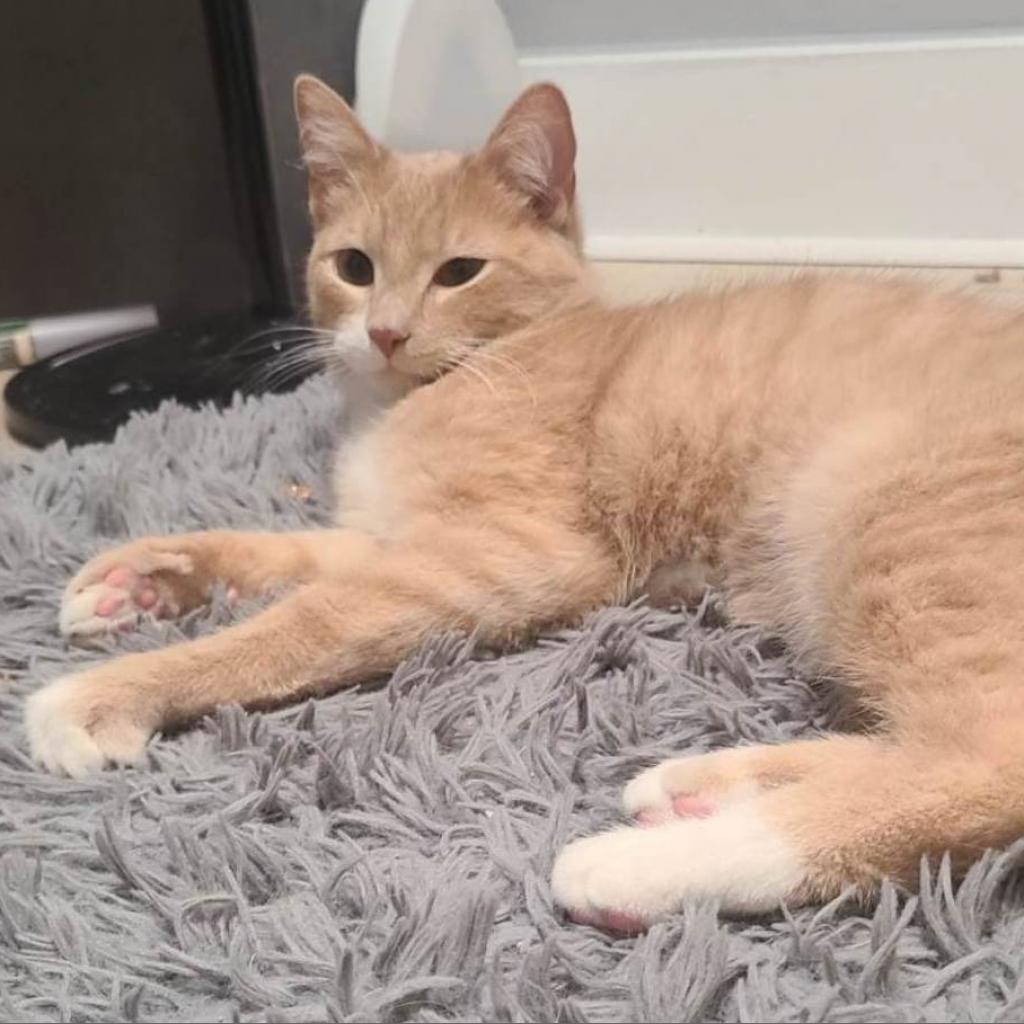 Callum, an adoptable Domestic Short Hair in Rochester, MN, 55903 | Photo Image 6