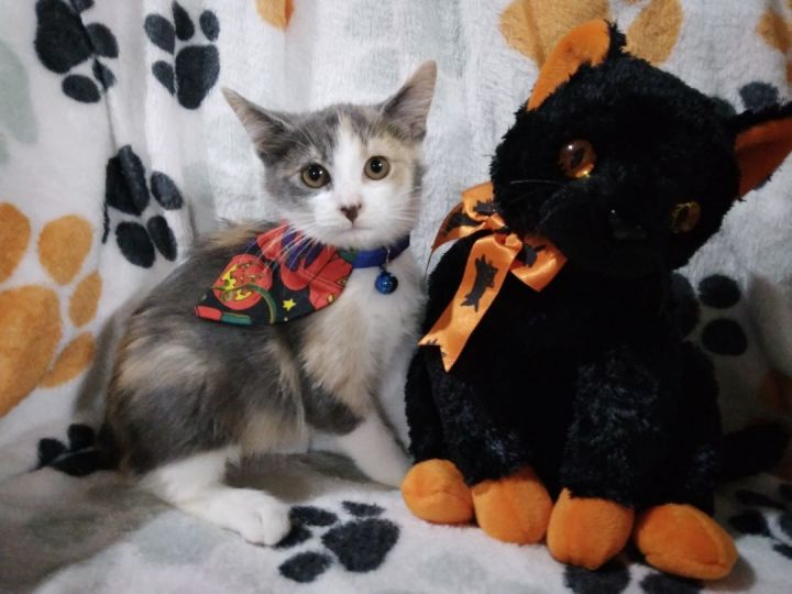 Cat for adoption Nutmeg, a Calico in Bethpage, NY Petfinder