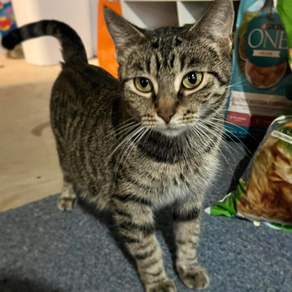 Moma Frida, an adoptable Domestic Short Hair in St. Peters, MO, 63376 | Photo Image 1