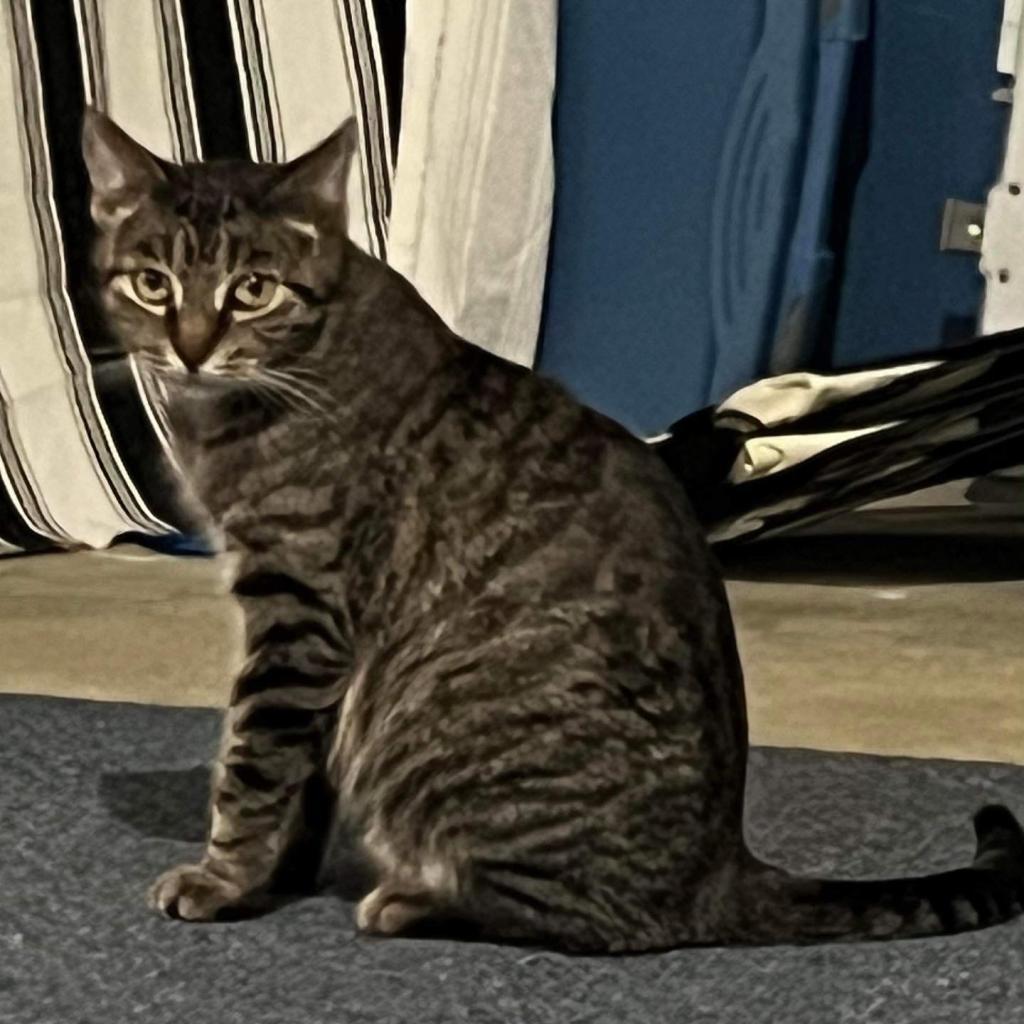 Moma Frida, an adoptable Domestic Short Hair in St. Peters, MO, 63376 | Photo Image 2