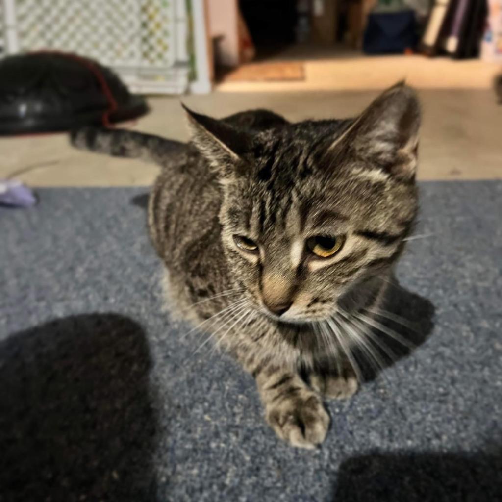 Moma Frida, an adoptable Domestic Short Hair in St. Peters, MO, 63376 | Photo Image 3