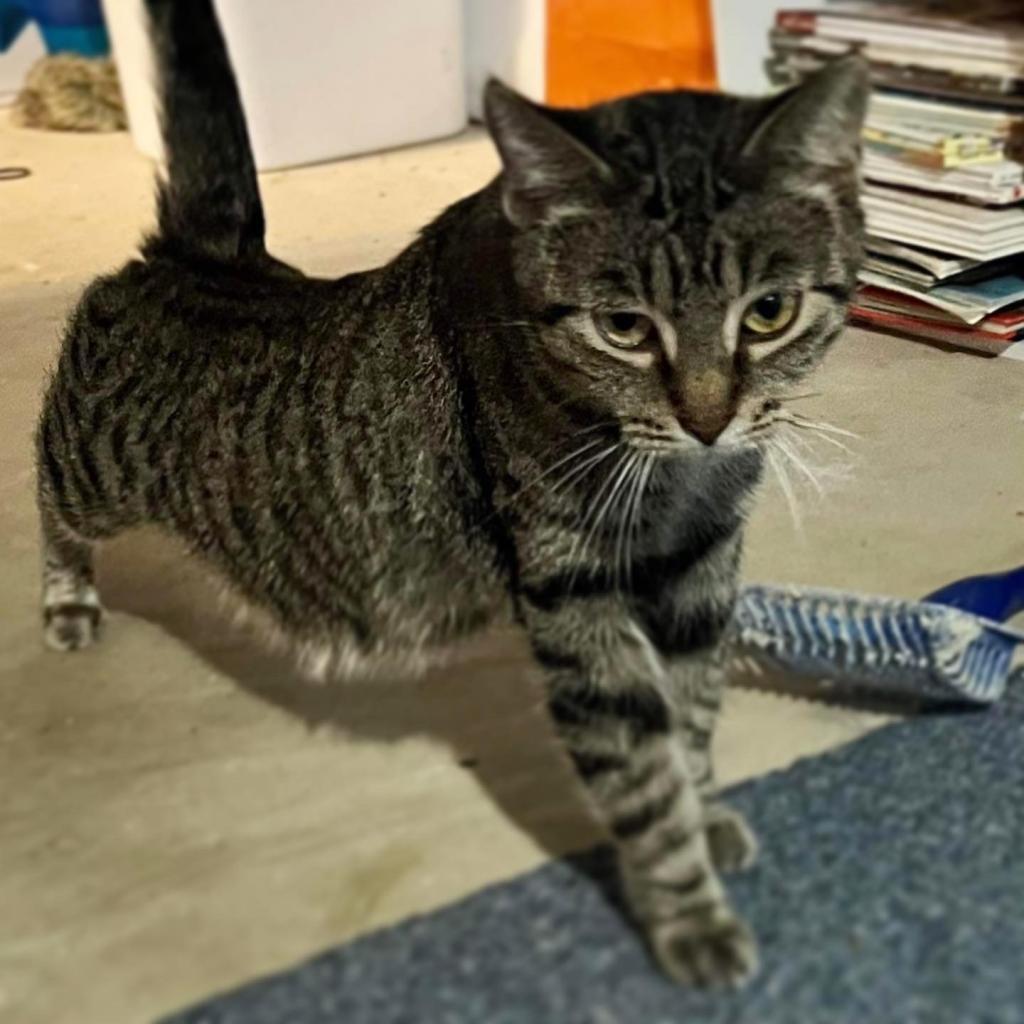 Moma Frida, an adoptable Domestic Short Hair in St. Peters, MO, 63376 | Photo Image 4