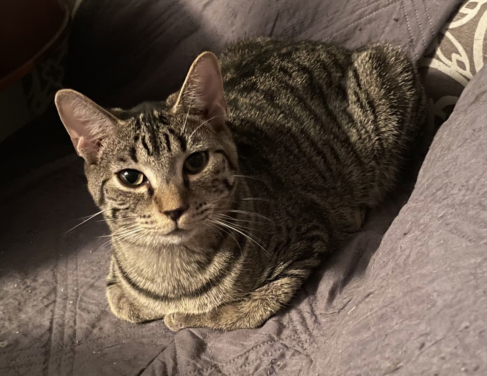Pesto, an adoptable Domestic Short Hair, Tabby in Lexington, SC, 29071 | Photo Image 1