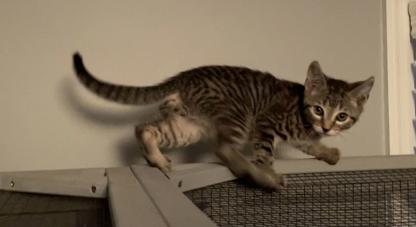 Pesto, an adoptable Domestic Short Hair, Tabby in Lexington, SC, 29071 | Photo Image 2