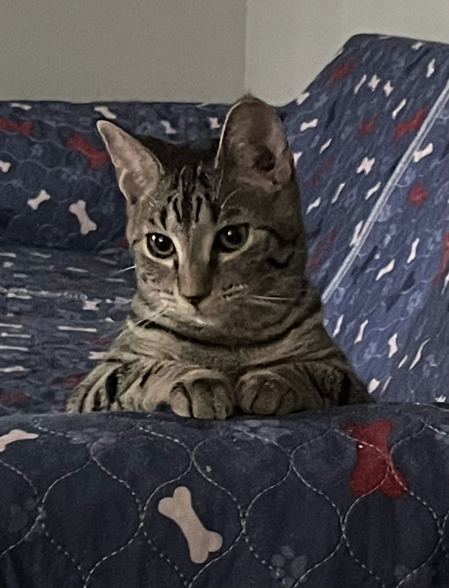 Pesto, an adoptable Domestic Short Hair, Tabby in Lexington, SC, 29071 | Photo Image 3