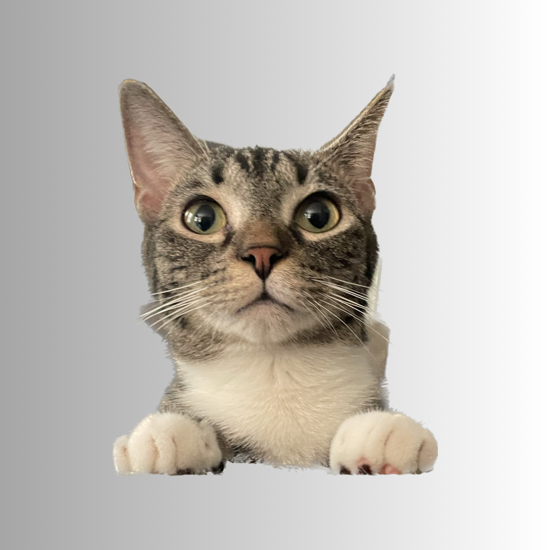 Alfredo, an adoptable Domestic Short Hair, Tabby in Lexington, SC, 29071 | Photo Image 1