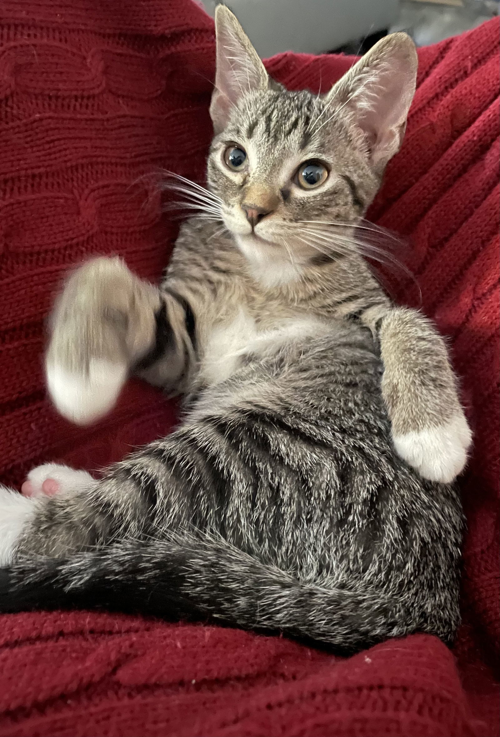 Alfredo, an adoptable Domestic Short Hair, Tabby in Lexington, SC, 29071 | Photo Image 2