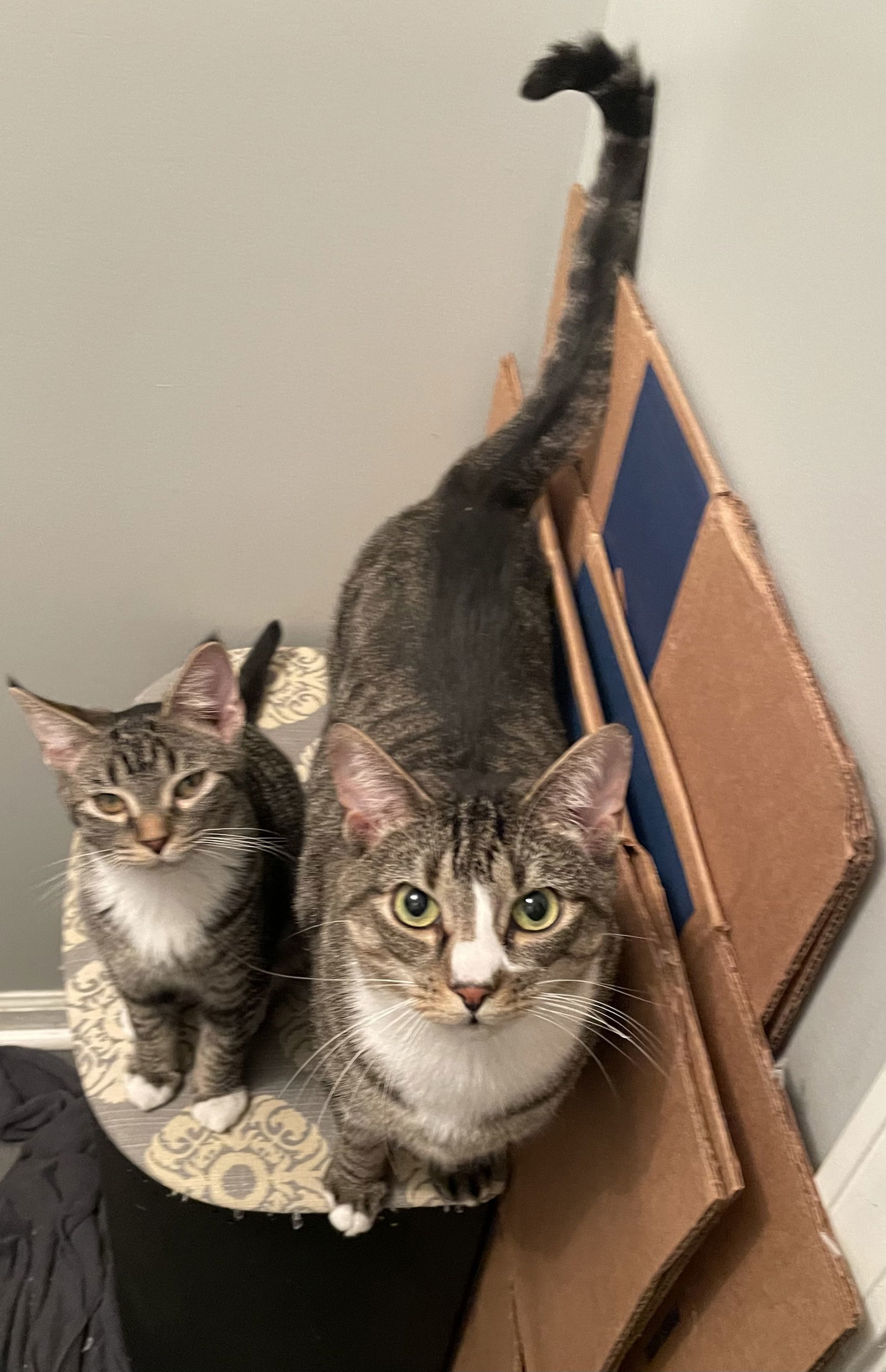 Alfredo, an adoptable Domestic Short Hair, Tabby in Lexington, SC, 29071 | Photo Image 3