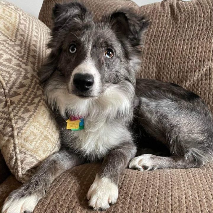 Petfinder 2024 australian shepherd