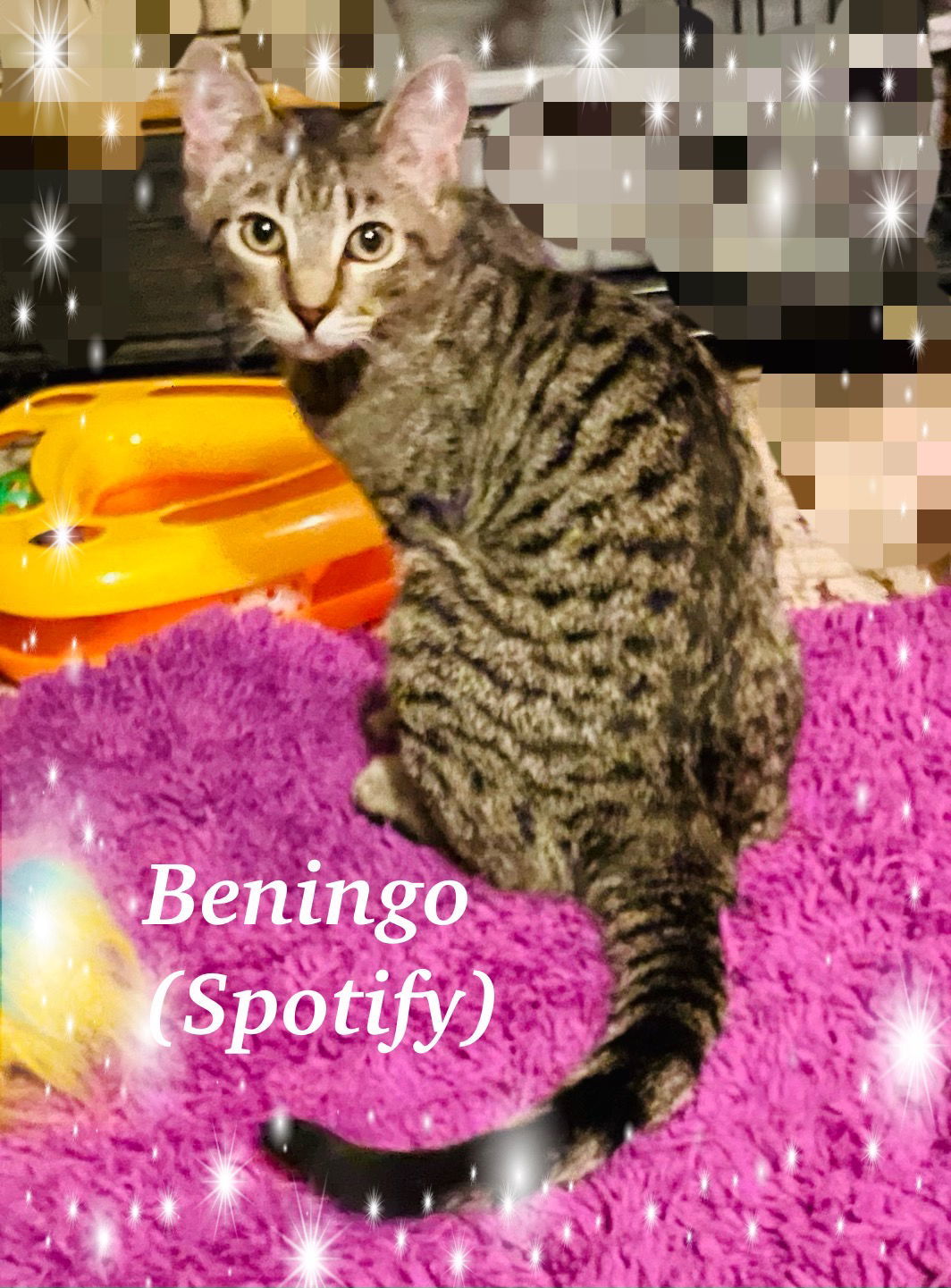 Beningo, an adoptable Domestic Short Hair, Tabby in Pensacola, FL, 32534 | Photo Image 1