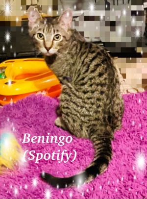 Beningo