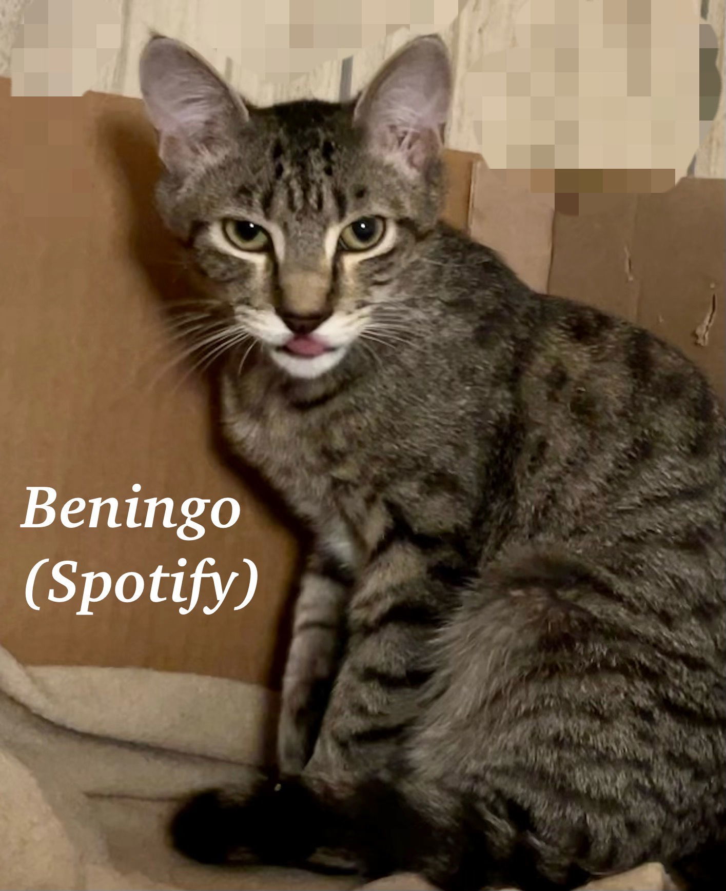 Beningo, an adoptable Domestic Short Hair, Tabby in Pensacola, FL, 32534 | Photo Image 2