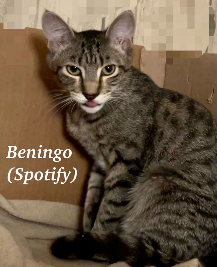 Beningo 2