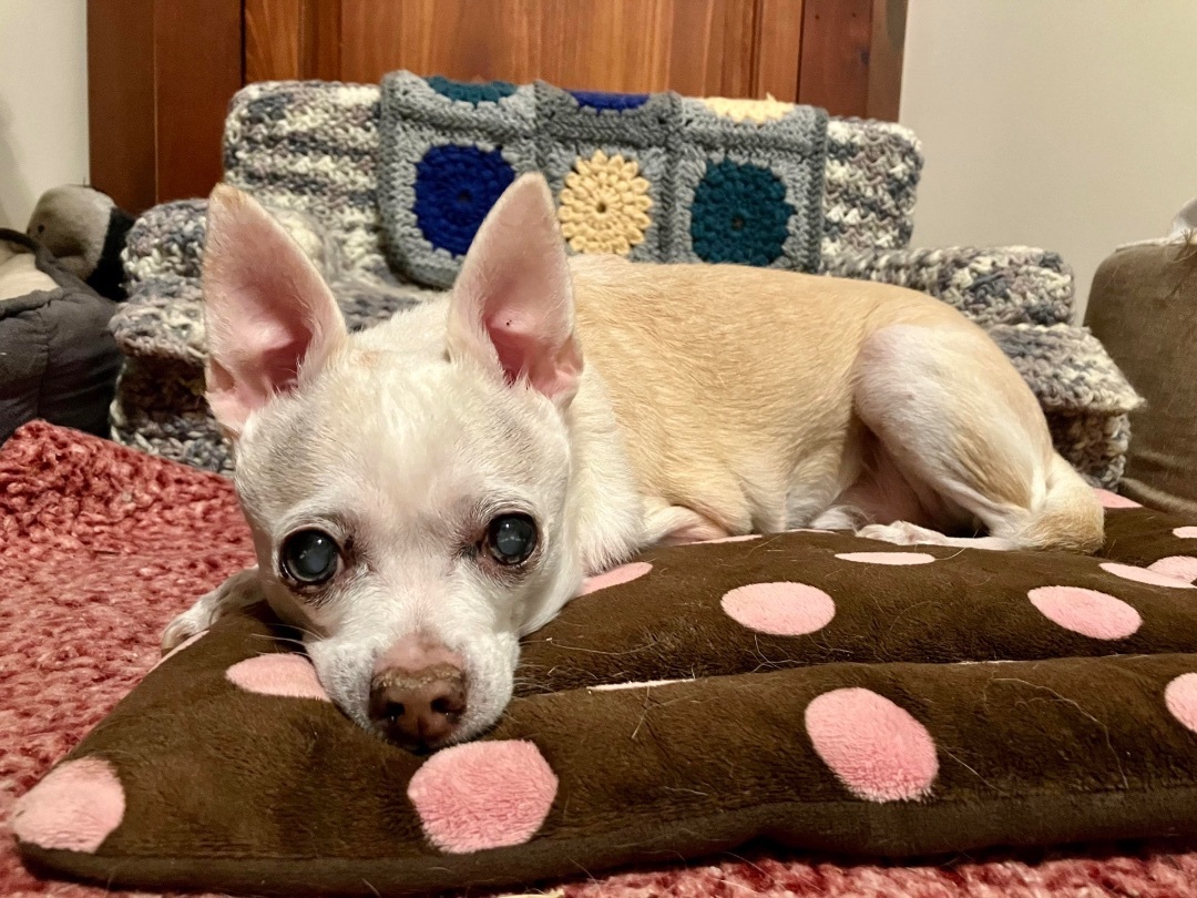 Buddy , an adoptable Chihuahua in Powell Butte, OR, 97753 | Photo Image 2