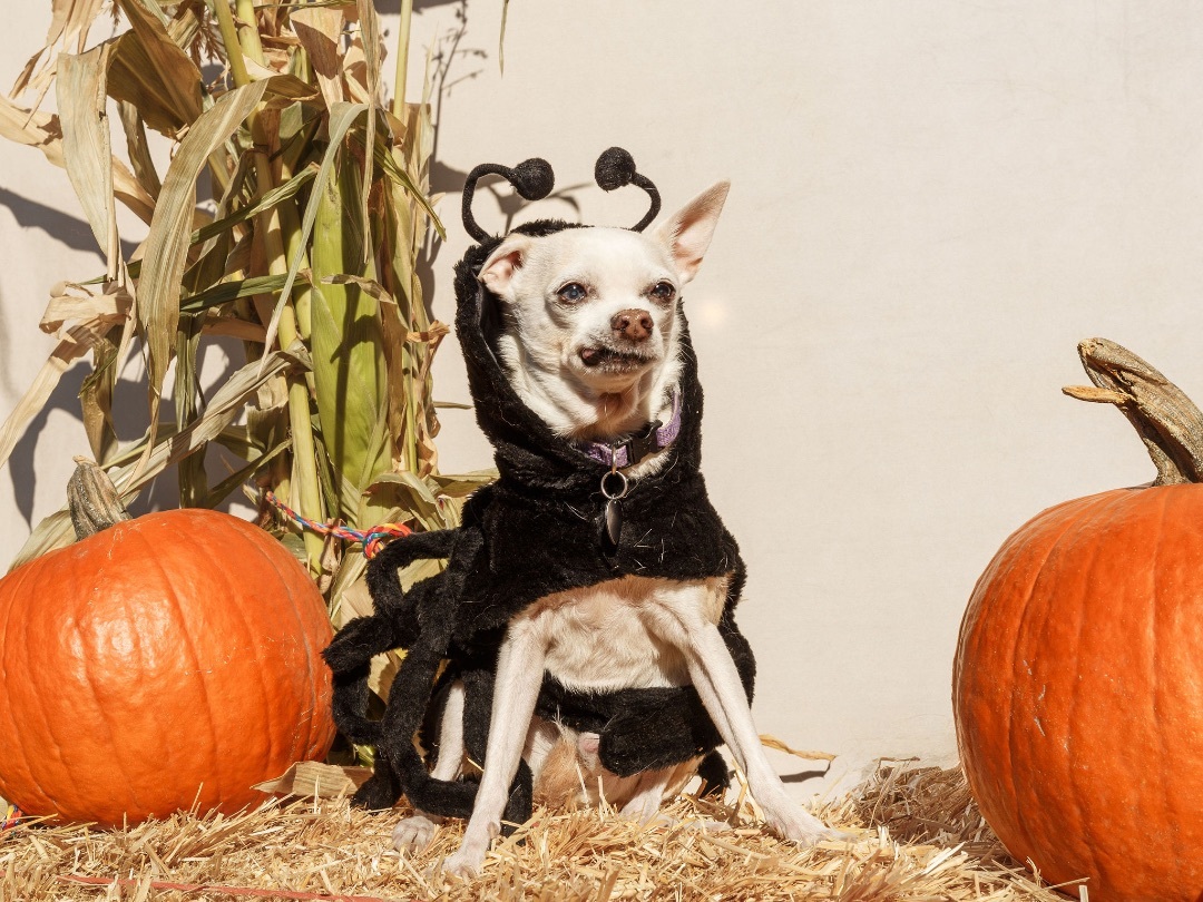 Buddy , an adoptable Chihuahua in Powell Butte, OR, 97753 | Photo Image 1