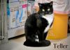 Teller
