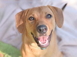 Providence, RI - Dachshund/Beagle. Meet Alaric KL in MS a Pet for Adoption  - AdoptaPet.com