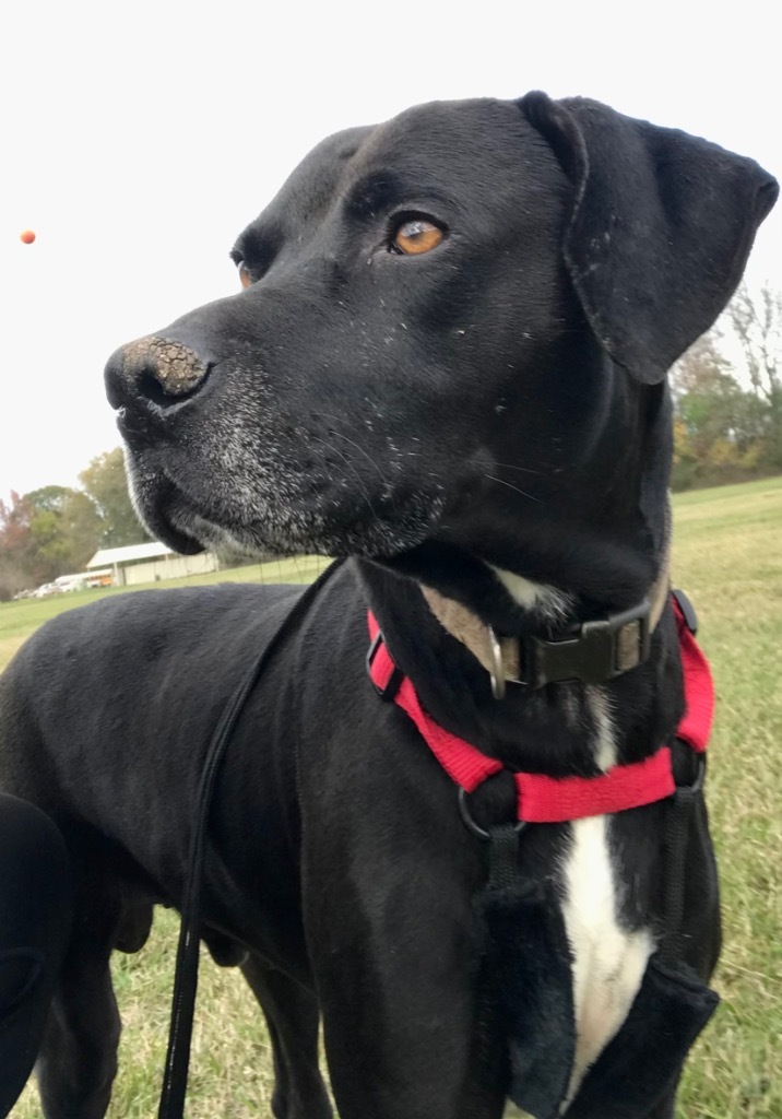 Max, an adoptable Labrador Retriever, Hound in Saint Francisville, LA, 70775 | Photo Image 1