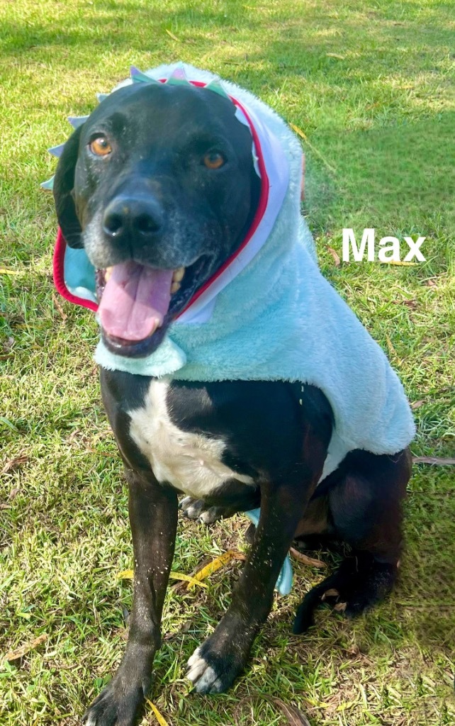 Max, an adoptable Labrador Retriever, Hound in Saint Francisville, LA, 70775 | Photo Image 1
