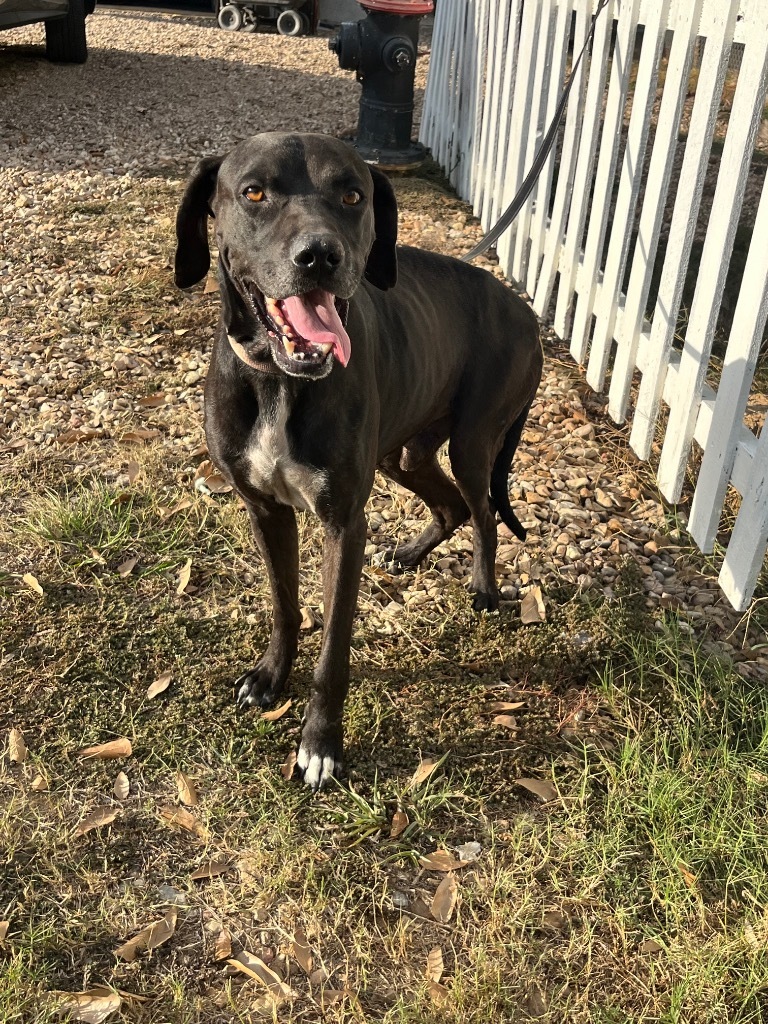 Max, an adoptable Labrador Retriever, Hound in Saint Francisville, LA, 70775 | Photo Image 2