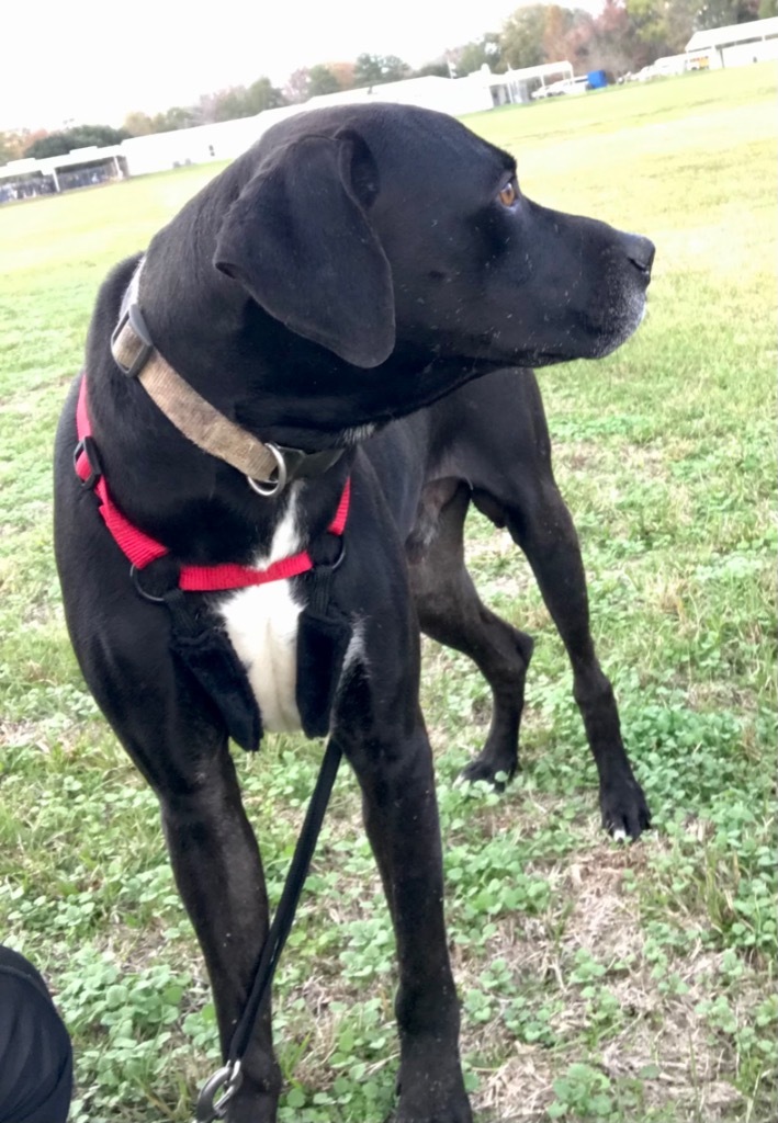 Max, an adoptable Labrador Retriever, Hound in Saint Francisville, LA, 70775 | Photo Image 3