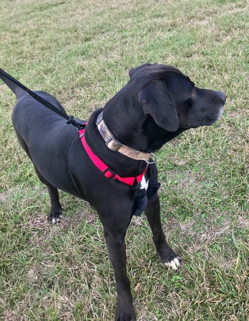 Max, an adoptable Labrador Retriever, Hound in Saint Francisville, LA, 70775 | Photo Image 4