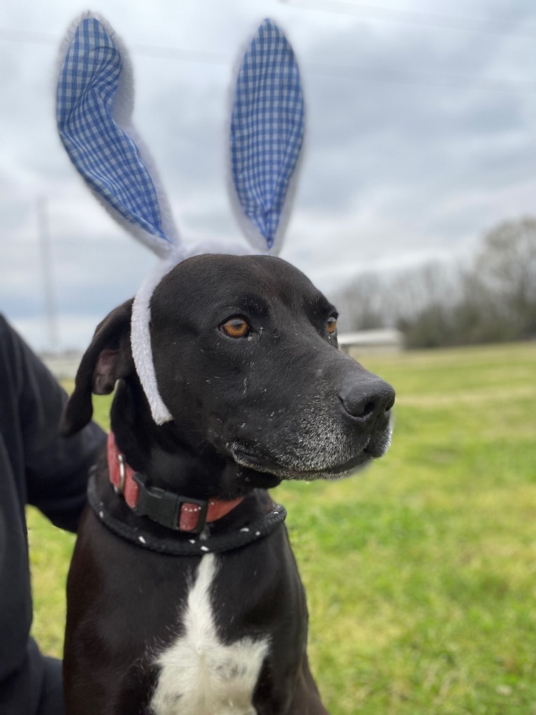 Max, an adoptable Labrador Retriever, Hound in Saint Francisville, LA, 70775 | Photo Image 5
