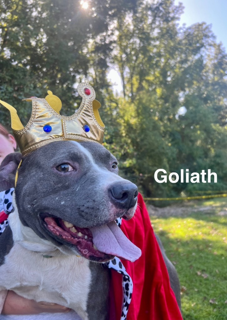 Goliath, an adoptable Pit Bull Terrier in Saint Francisville, LA, 70775 | Photo Image 1
