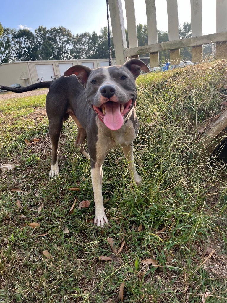 Goliath, an adoptable Pit Bull Terrier in Saint Francisville, LA, 70775 | Photo Image 2