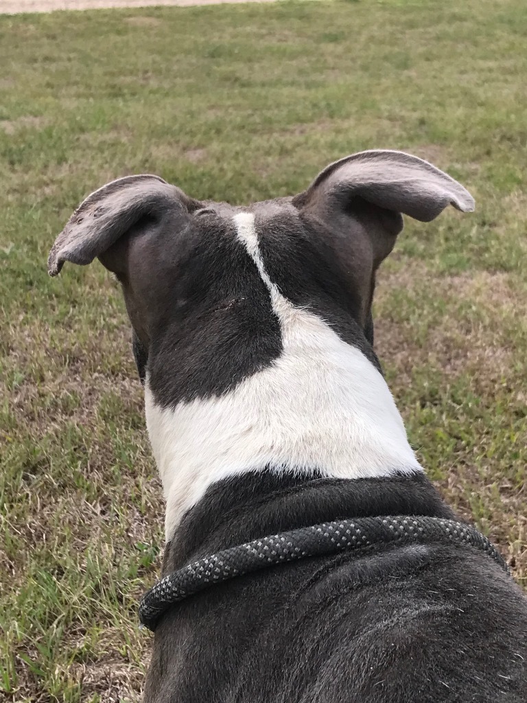 Goliath, an adoptable Pit Bull Terrier in Saint Francisville, LA, 70775 | Photo Image 3