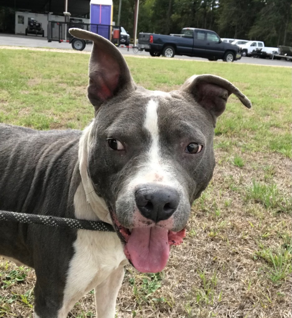 Goliath, an adoptable Pit Bull Terrier in Saint Francisville, LA, 70775 | Photo Image 3